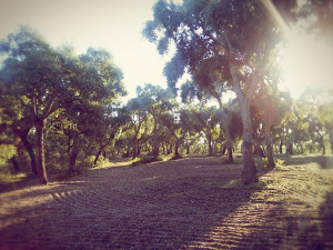 PROGRAMA SUB-REGIONAL DE AÇÃO DA LEZÍRIA DO TEJO EM CONSULTA PÚBLICA