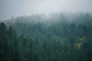 REALIZADA PRIMEIRA REUNIÃO DA COMISSÃO SUB-REGIONAL DE GESTÃO INTEGRADA DE FOGOS RURAIS DA LEZÍRIA DO TEJO